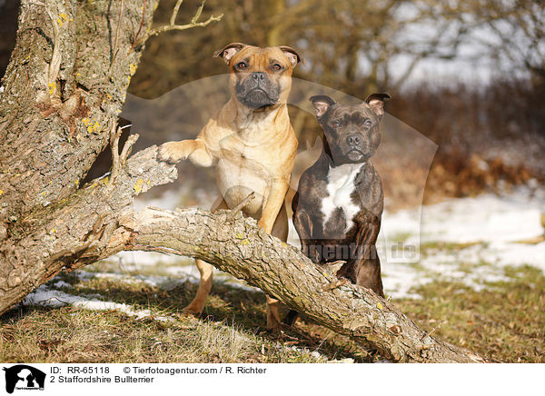 2 Staffordshire Bullterrier / 2 Staffordshire Bullterrier / RR-65118