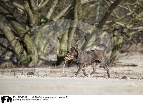 spielender Staffordshire Bullterrier / playing Staffordshire Bull Terrier / AP-13071