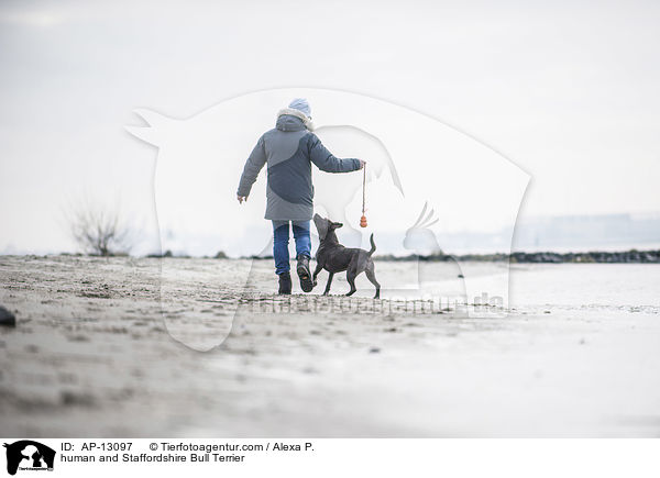 Mensch und Staffordshire Bullterrier / human and Staffordshire Bull Terrier / AP-13097