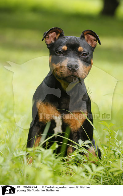 junger Staffordshire Bullterrier / young Staffordshire Bullterrier / RR-84294