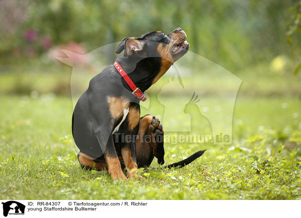 junger Staffordshire Bullterrier / young Staffordshire Bullterrier / RR-84307