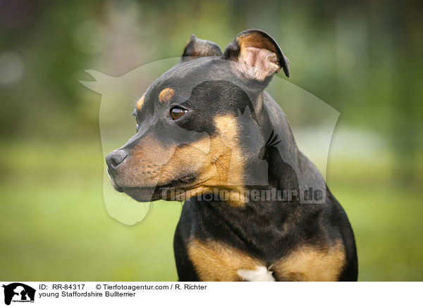 young Staffordshire Bullterrier / RR-84317