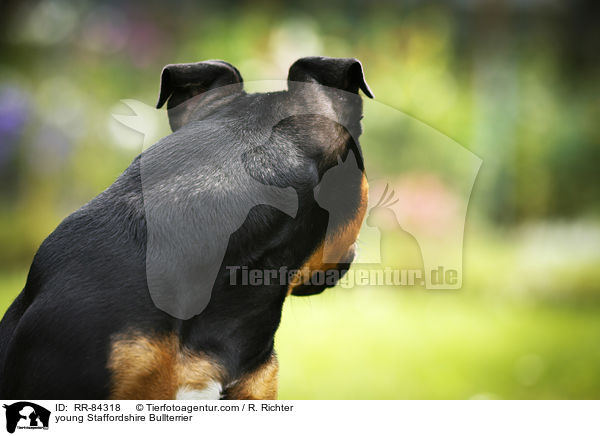 junger Staffordshire Bullterrier / young Staffordshire Bullterrier / RR-84318