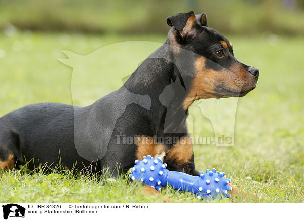 junger Staffordshire Bullterrier / young Staffordshire Bullterrier / RR-84326
