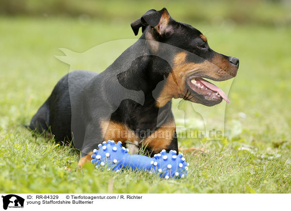 junger Staffordshire Bullterrier / young Staffordshire Bullterrier / RR-84329