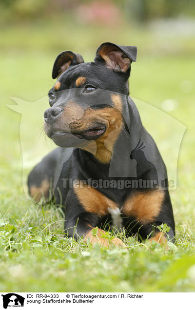 junger Staffordshire Bullterrier / young Staffordshire Bullterrier / RR-84333