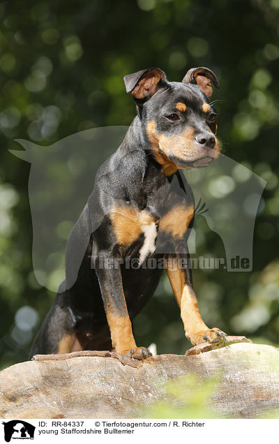 junger Staffordshire Bullterrier / young Staffordshire Bullterrier / RR-84337