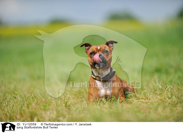liegender Staffordshire Bullterrier / lying Staffordshire Bull Terrier / YJ-12059