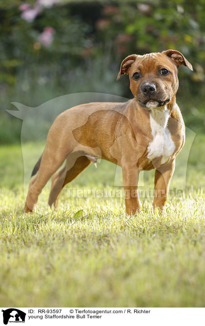 junger Staffordshire Bullterrier / young Staffordshire Bull Terrier / RR-93597