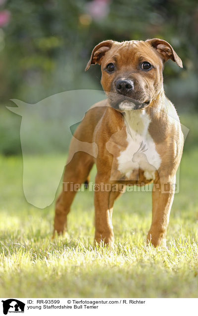 junger Staffordshire Bullterrier / young Staffordshire Bull Terrier / RR-93599