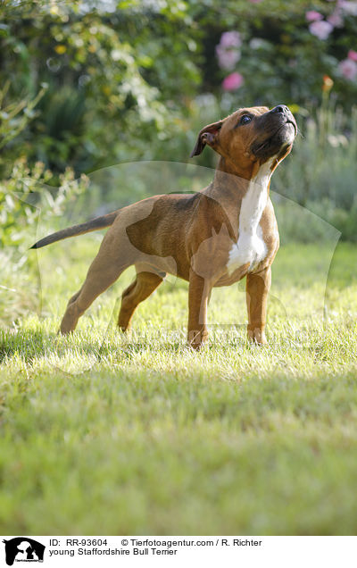 junger Staffordshire Bullterrier / young Staffordshire Bull Terrier / RR-93604