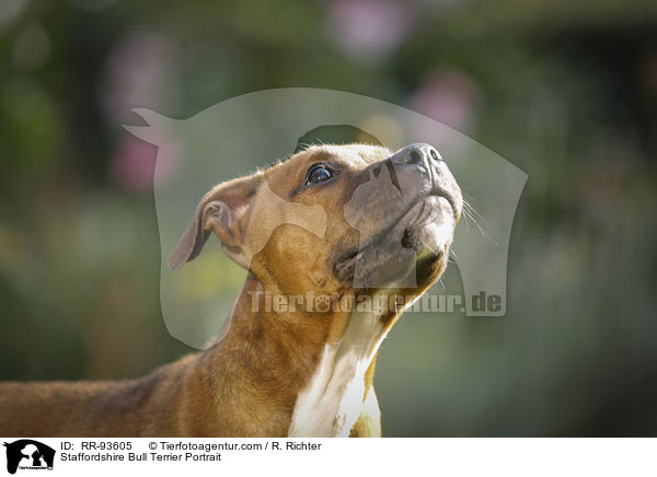 Staffordshire Bullterrier Portrait / Staffordshire Bull Terrier Portrait / RR-93605