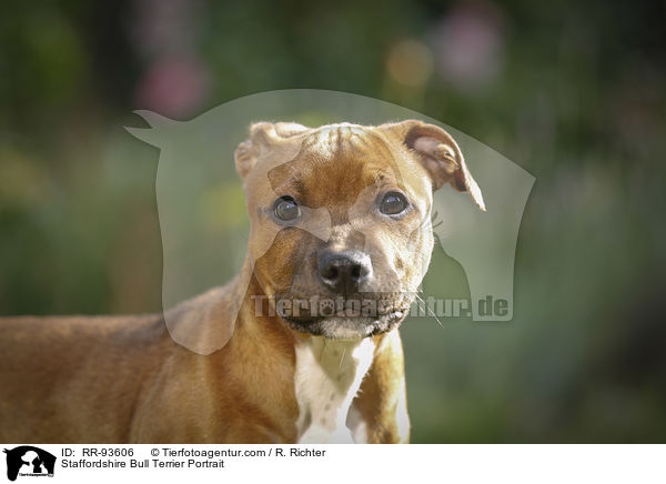Staffordshire Bullterrier Portrait / Staffordshire Bull Terrier Portrait / RR-93606