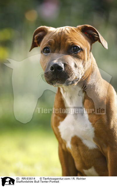 Staffordshire Bull Terrier Portrait / RR-93614