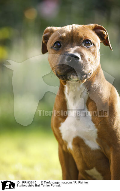 Staffordshire Bull Terrier Portrait / RR-93615