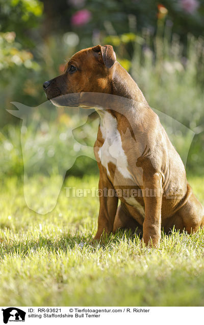 sitzender Staffordshire Bullterrier / sitting Staffordshire Bull Terrier / RR-93621