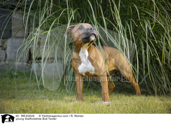 young Staffordshire Bull Terrier / RR-93628