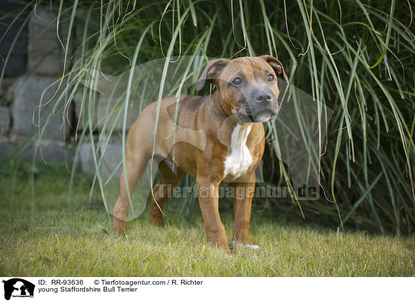 junger Staffordshire Bullterrier / young Staffordshire Bull Terrier / RR-93636