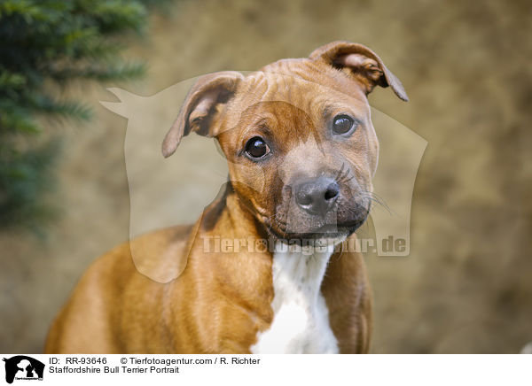 Staffordshire Bullterrier Portrait / Staffordshire Bull Terrier Portrait / RR-93646