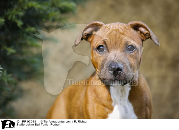 Staffordshire Bullterrier Portrait / Staffordshire Bull Terrier Portrait / RR-93648