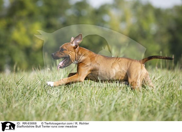 Staffordshire Bull Terrier runs over meadow / RR-93668