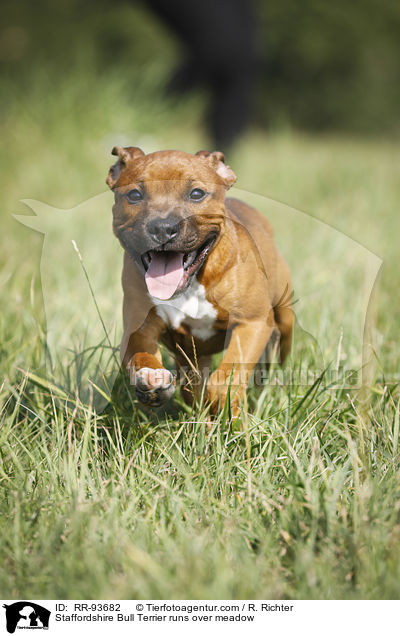 Staffordshire Bull Terrier runs over meadow / RR-93682