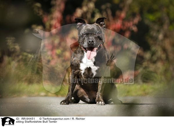 sitting Staffordshire Bull Terrier / RR-94451