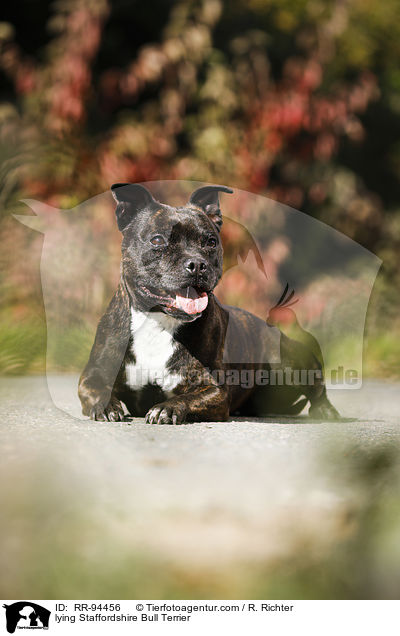 liegender Staffordshire Bullterrier / lying Staffordshire Bull Terrier / RR-94456