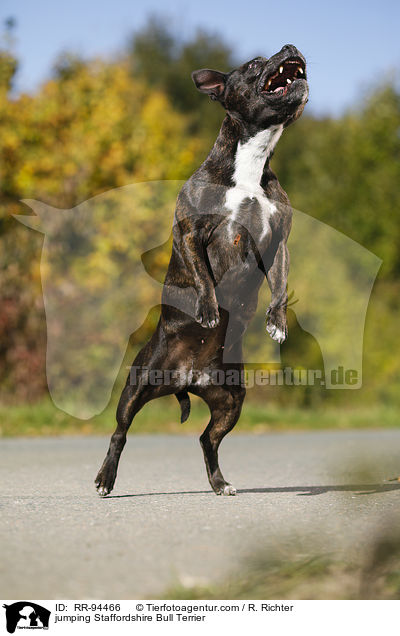 springender Staffordshire Bullterrier / jumping Staffordshire Bull Terrier / RR-94466