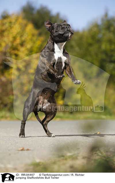 springender Staffordshire Bullterrier / jumping Staffordshire Bull Terrier / RR-94467