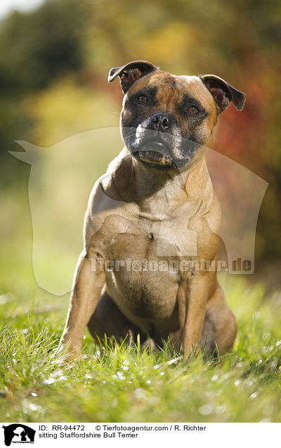 sitzender Staffordshire Bullterrier / sitting Staffordshire Bull Terrier / RR-94472