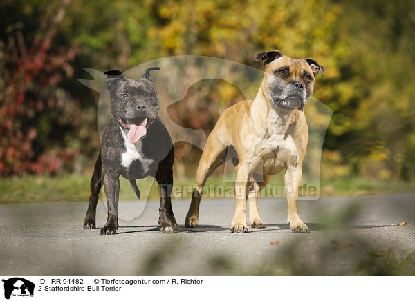 2 Staffordshire Bull Terrier / RR-94482
