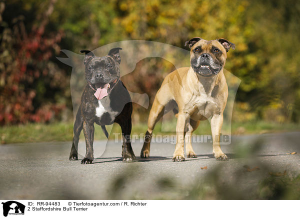 2 Staffordshire Bullterrier / 2 Staffordshire Bull Terrier / RR-94483