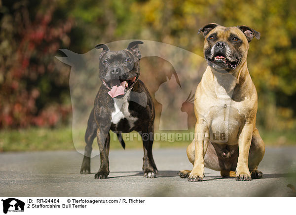 2 Staffordshire Bullterrier / 2 Staffordshire Bull Terrier / RR-94484