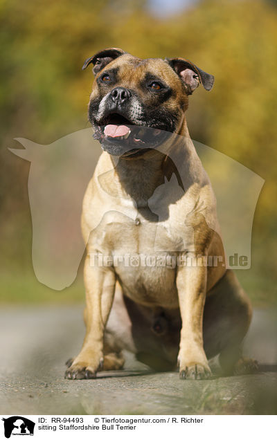 sitzender Staffordshire Bullterrier / sitting Staffordshire Bull Terrier / RR-94493