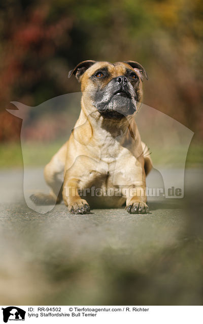liegender Staffordshire Bullterrier / lying Staffordshire Bull Terrier / RR-94502