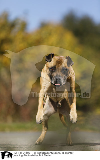 springender Staffordshire Bullterrier / jumping Staffordshire Bull Terrier / RR-94508