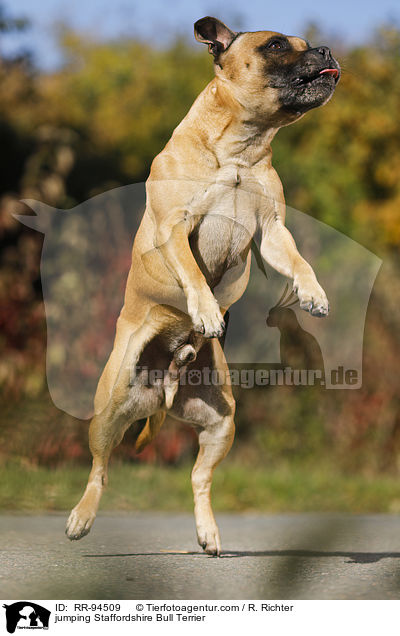 springender Staffordshire Bullterrier / jumping Staffordshire Bull Terrier / RR-94509
