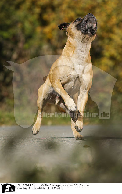 springender Staffordshire Bullterrier / jumping Staffordshire Bull Terrier / RR-94511