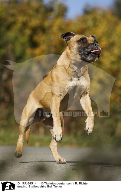 springender Staffordshire Bullterrier / jumping Staffordshire Bull Terrier / RR-94514