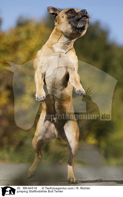 jumping Staffordshire Bull Terrier / RR-94516