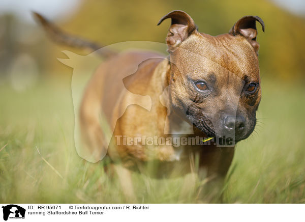 running Staffordshire Bull Terrier / RR-95071