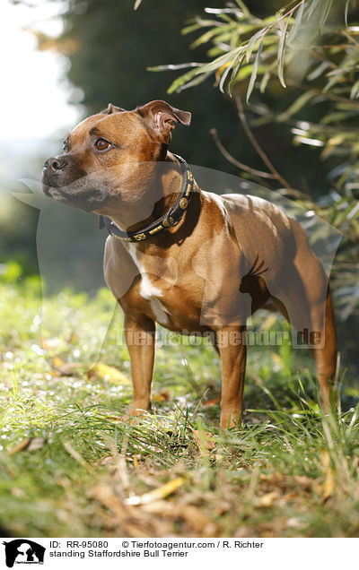 stehender Staffordshire Bullterrier / standing Staffordshire Bull Terrier / RR-95080