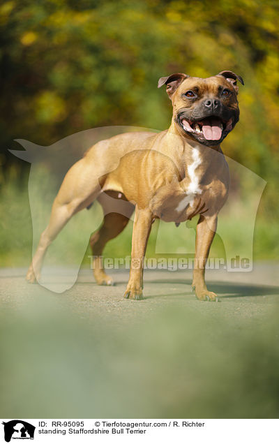 stehender Staffordshire Bullterrier / standing Staffordshire Bull Terrier / RR-95095