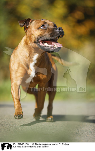 running Staffordshire Bull Terrier / RR-95108