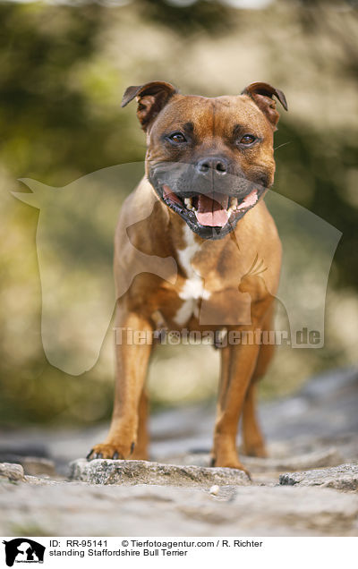 standing Staffordshire Bull Terrier / RR-95141