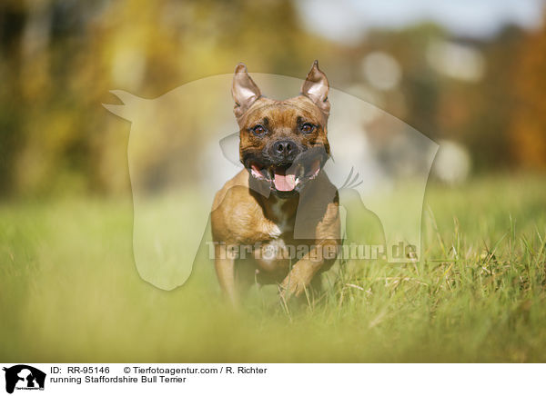 running Staffordshire Bull Terrier / RR-95146