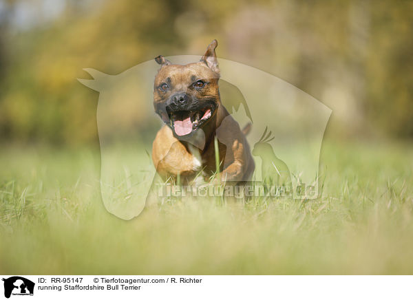 running Staffordshire Bull Terrier / RR-95147