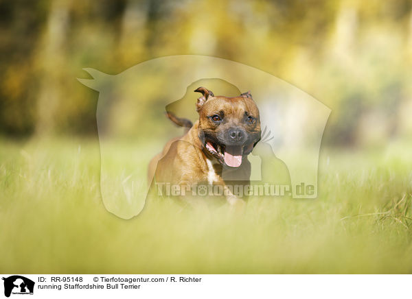 running Staffordshire Bull Terrier / RR-95148