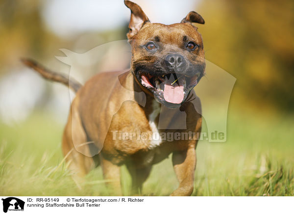 rennender Staffordshire Bullterrier / running Staffordshire Bull Terrier / RR-95149